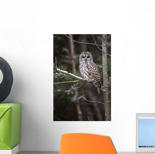 Winter Watcher