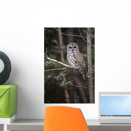 Winter Watcher
