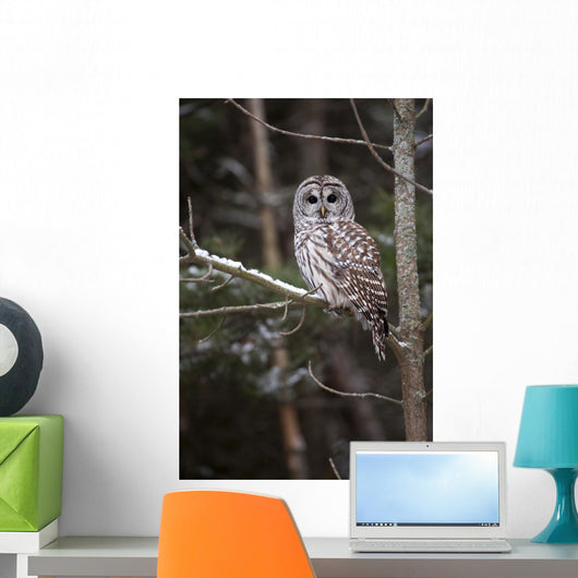 Winter Watcher