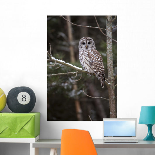 Winter Watcher