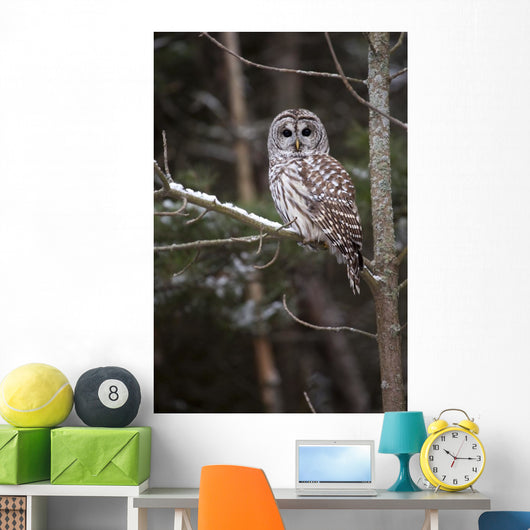 Winter Watcher