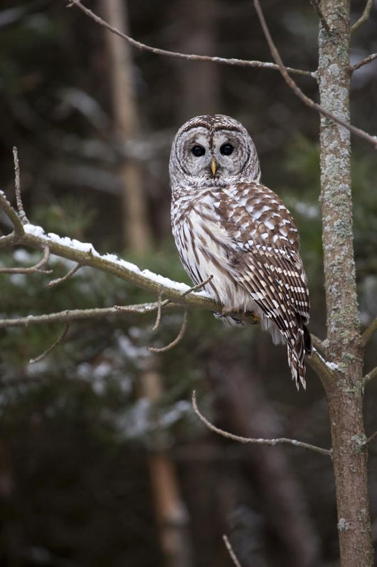 Winter Watcher