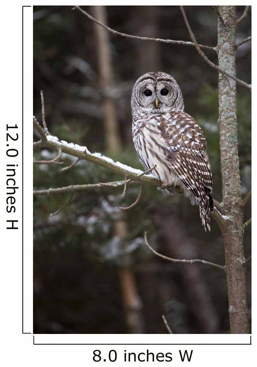Winter Watcher