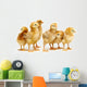 Six Chickens Baby Chicks Wall Decal