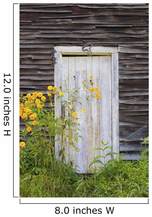 Door To An Old Shed With Wildflowers Growing Outside Wall Mural