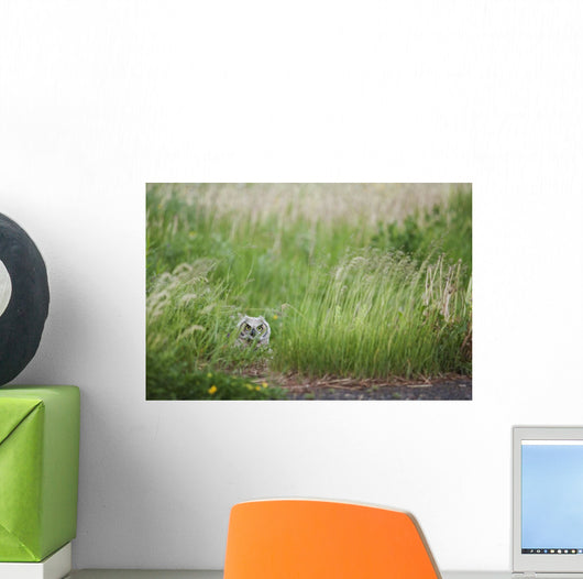 Great Horned Owl In The Grass Wall Mural