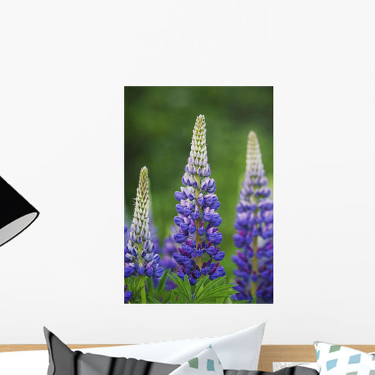 Budding Purple Lupines Wall Mural