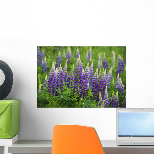 Budding Purple Lupines Wall Mural