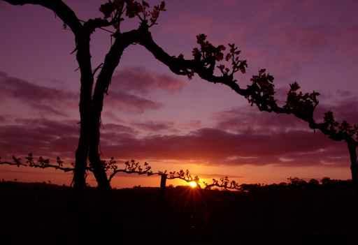 Grape Vine Silhouette Wall Decal