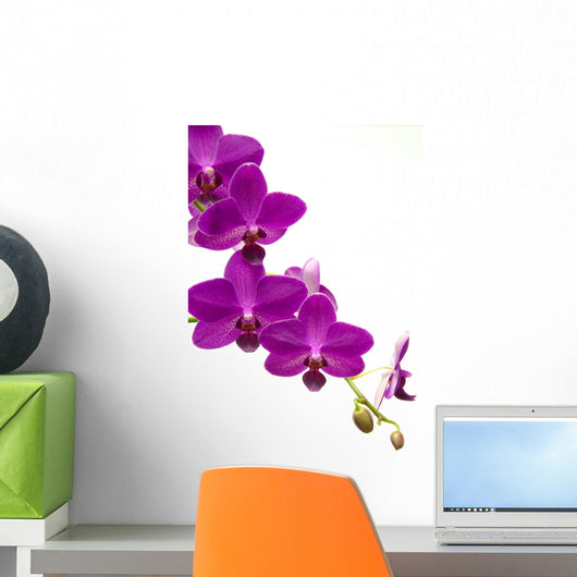 Orchidee