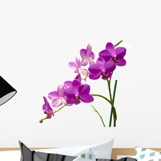Orchidee