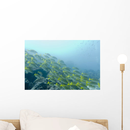 A School Of Fish Swimming Underwater Wall Mural