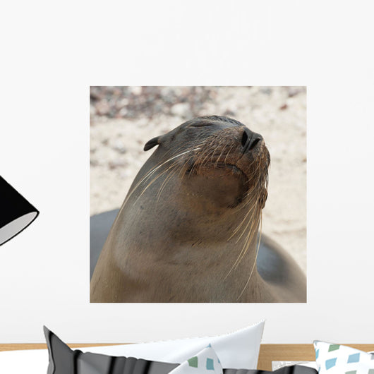 Whiskers On The Face Of A Fur Seal Wall Mural