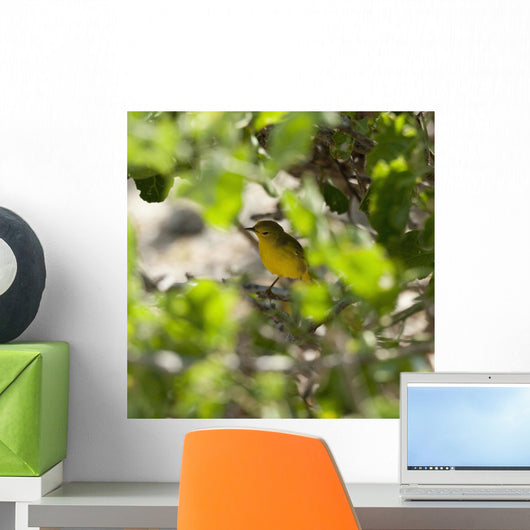 Yellow Warbler Wall Mural