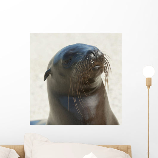 Sea Lion Wall Mural