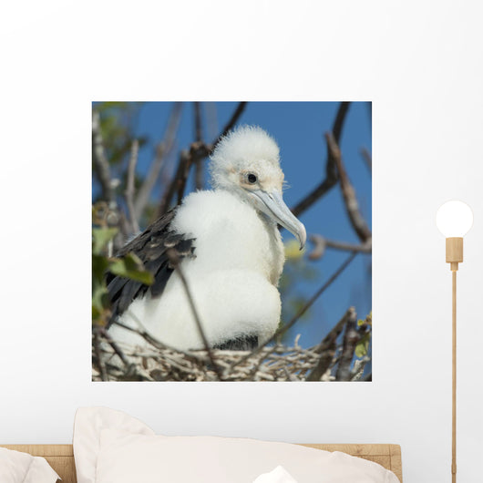 A Frigatebird Sitting In A Nest Wall Mural