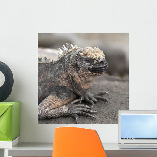 Marine Iguana Wall Mural