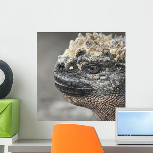 Marine Iguana Wall Mural
