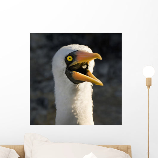 Nazca Booby Wall Mural