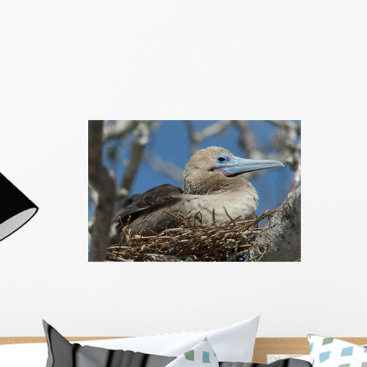 Red-Footed Booby Sitting In A Nest Wall Mural