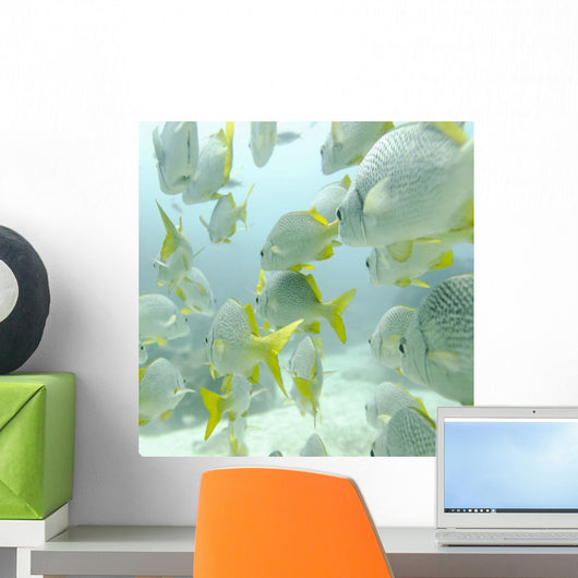 A School Of Yellow-Tailed Grunt Fish Swimming Underwater Wall Mural