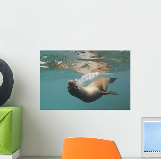 A Sea Lion Swimming Under The Water's Surface Wall Mural