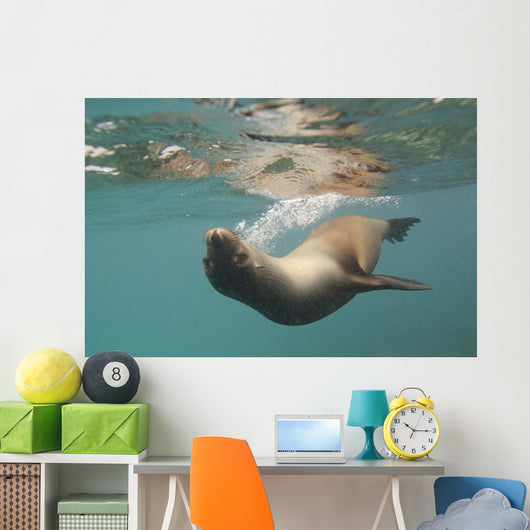 A Sea Lion Swimming Under The Water's Surface Wall Mural