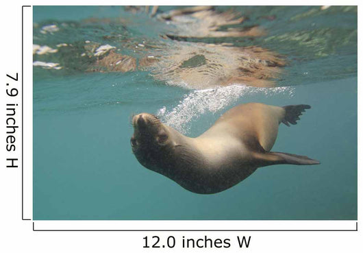 A Sea Lion Swimming Under The Water's Surface Wall Mural