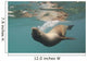 A Sea Lion Swimming Under The Water's Surface Wall Mural