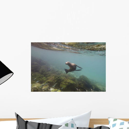 A sea lion swimming under the water's surface Wall Mural