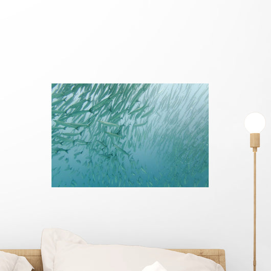 A Large Group Of Pacific Barracuda In The Pacific Ocean Wall Mural