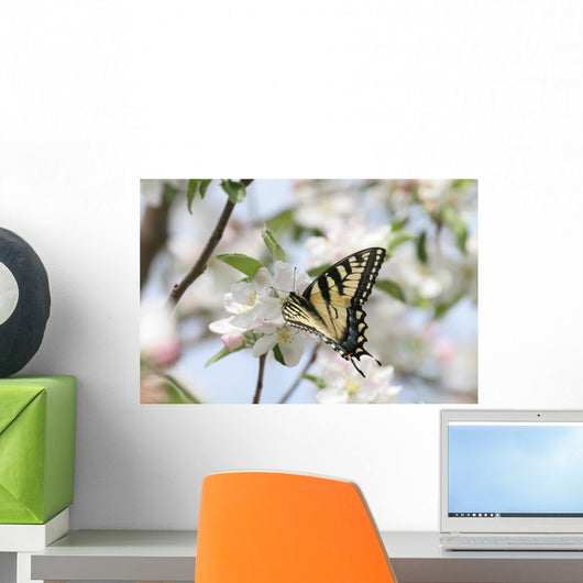 Swallowtail