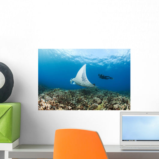 Reef Manta Ray Cruises Over Shallows Off Ukumehame Wall Mural