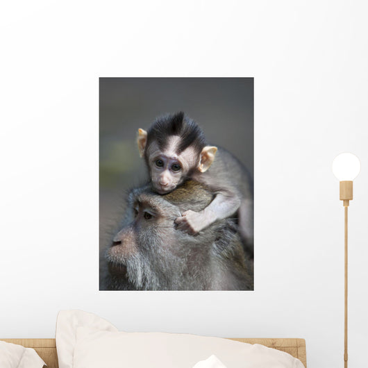 Indonesia, Bali, Ubud, A Young Macaque Rests On His Fathers Head Wall Mural