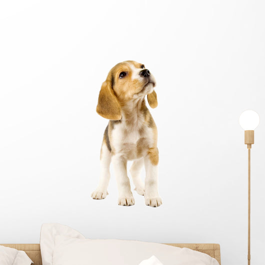 Curious Beagle Puppy Wall Decal
