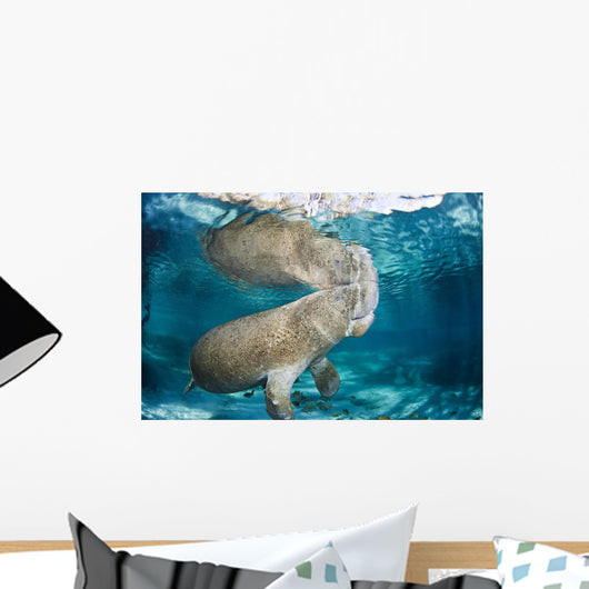 USA, Florida, Endangered Manatee Wall Mural