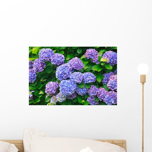 Hydrangea