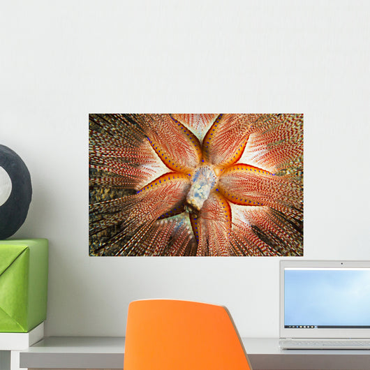 Hawaii, Maui, Rare Sighting Of A Blue-Spotted Sea Urchin Wall Mural