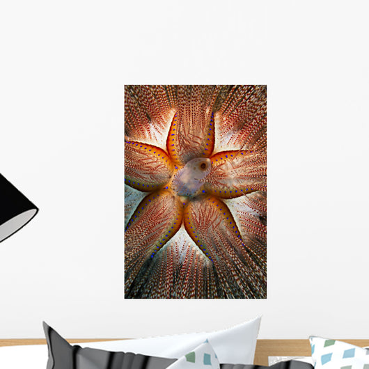 Hawaii, Maui, Rare Sighting Of A Blue-Spotted Sea Urchin Wall Mural