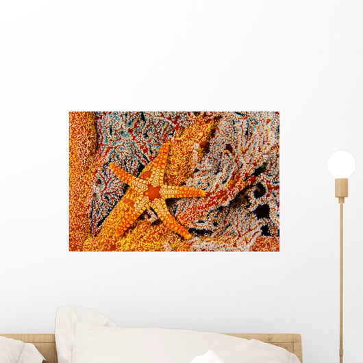 Necklace Seastar On Gorgonian Coral Wall Mural