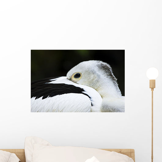 White Pelican Wall Mural