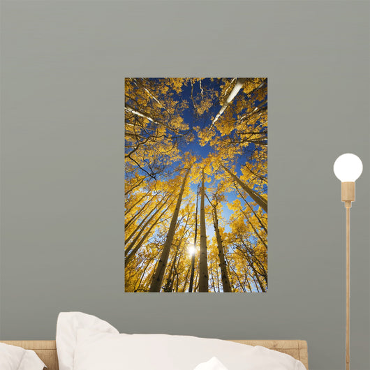 USA, Colorado, Near Steamboat Springs, Yellow Aspen Tree Canopy Wall Mural