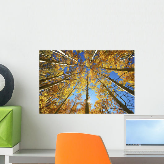 Yellow Aspen Tree Canopy Wall Mural