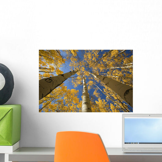 Yellow Aspen Tree Canopy Wall Mural