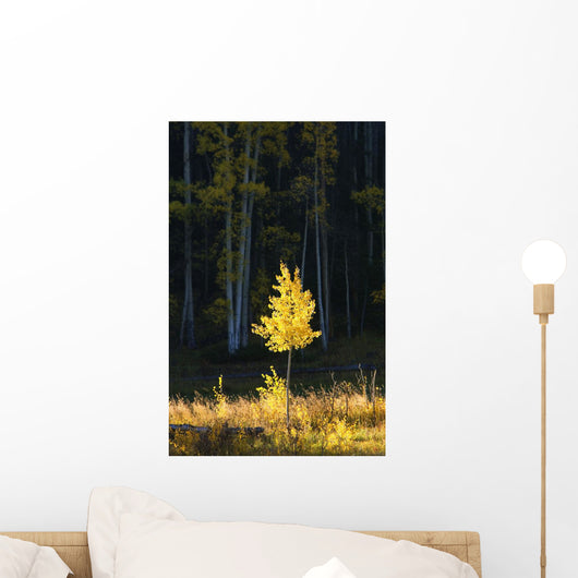 Sunlight Illuminating Single Fall-Colored Aspen Tree Wall Mural