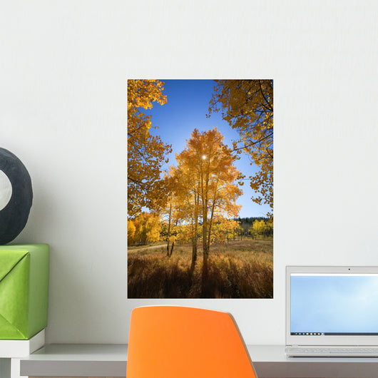 Sun Shining Through Fall-Colored Aspen Trees Wall Mural