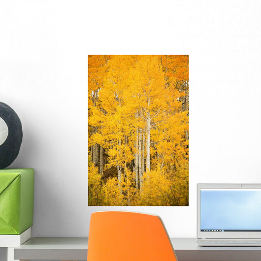 Fall-Colored Aspen Trees Wall Mural