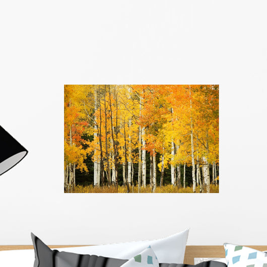 Line Of Fall-Colored Aspen Trees Wall Mural
