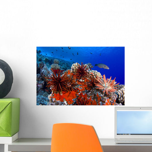 USA, Slate Pencil Urchin Wall Mural