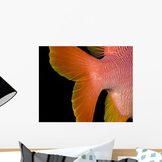 USA, Close-Up Of Tail Wall Mural